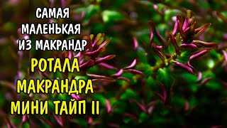 РОТАЛА МАКРАНДРА МИНИ ТАЙП 2  Rotala Macranda mini type 2 [upl. by Yesnil]