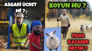 10 KOYUN ASGARİ ÜCRET EDER Mİ [upl. by Evelyn]