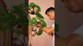 BONSAI AND INCREDIBLE BEAUTY bonsai bonsaiideas bonsaitree bonsaistyling diy bonsaistyles [upl. by Eanert]