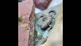 Day Old Uromastyx Geyri 1st Meal uromastyx lizards reptiles [upl. by Lanta]