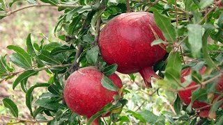 Pomegranate Punica granatum from seeds [upl. by Arrek]