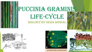 Puccinia Lifecycle l Puccinia graminis l Botany l Biology By Neha Binwal l MSc l BSc l UPSCBotany [upl. by Chip]