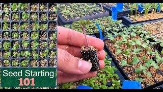 Seed Starting 101  How We Start Seeds  Germinating Seeds Fast  Detailed Lesson  Garden Farm [upl. by Orferd]