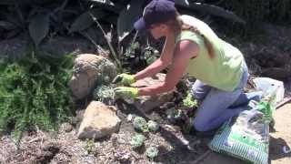 How to Create a Succulent Pocket Garden with Laura Eubanks [upl. by Lalad]