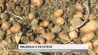 Mbledhja e patateve Lagështia në tokë lehtëson procesin e mbledhjes së prodhimit [upl. by Giannini]