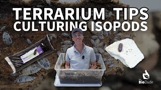 Terrarium Tips Culturing Isopods [upl. by Padriac]