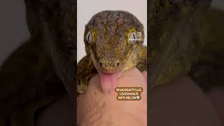 Leachianus gecko facts [upl. by Buroker]