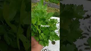 Harvesting parsley from our garden shorts [upl. by Stoller189]