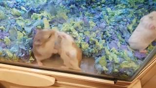 🐹 4 Robo Dwarf Hamsters Fighting In Petsmart 🐹 FHD 60FPS [upl. by Ladnyc]