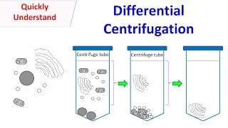 differential centrifuge [upl. by Haodnanehs]