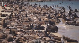 Hundreds of Sea Lions Take Over Monterey Beach in California [upl. by Iram]