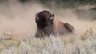 Bison Charge Along Road amp A Bull Fight Yellowstone Adventures [upl. by Jdavie]