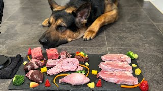 Veal Steak Duck Head Feast 🥩🐄🦆🦃🐑🥕🥦🥭🍓🍎 asmr barfdiet full workingdog [upl. by Delphinia]