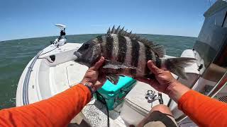 Catching sheepshead without fiddlers at the Charleston Jetties [upl. by Celle]