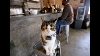 WATCH NOW Brewery cat retires from mousing to enjoy laps sunbeams saucers of water at the bar and [upl. by Nies621]