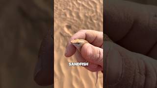 This is the sandfish [upl. by Aibar]