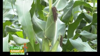 A Fertilizer that boosts your maize yield to 30 bags per acre  Part 1 [upl. by Corrina]