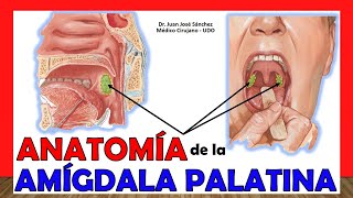 🥇 AMÍGDALAS PALATINAS  Tonsilas Anatomía ¡Fácil y Sencillo [upl. by Alanson]