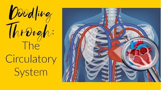 Doodling Through the Circulatory System CC Cycle 3 Week 8 Science Memory Work Supplement [upl. by Atteloj285]