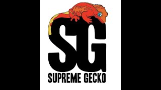 Wally Kern of Supreme Gecko [upl. by Rozella]