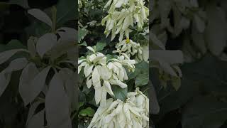 Mussaenda philippica plant shorts trending mussaenda plantwhiteflower beatiful [upl. by Joli]