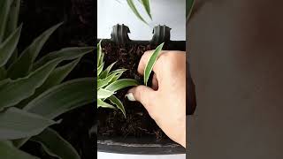 Dracaena fragrans plantsubscribe support gardening video [upl. by Greyson]