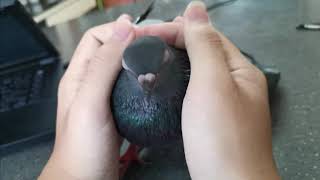 Friendly Pigeon Bird Pet [upl. by Cheslie]