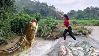 How to catch giant fish in flood water harvest more bananas to sell at the market my daily life [upl. by Ahsinel]