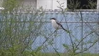 RPRZ Loggerhead Shrike Impales Its Prey [upl. by Eleon886]