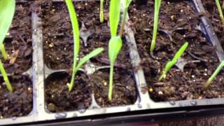 How to Grow Corn From Seed Started indoors [upl. by Eedyak]