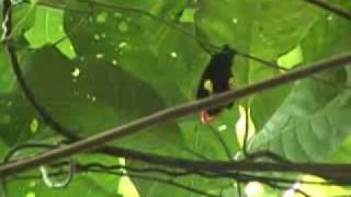 Red Cap Manakin Moonwalk [upl. by Notluf]