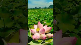 Kwiaty Lotosu Wietnam 😍🪷😍ninhbinh vietnam lotus flowers lotusfield kwiaty beautiful nature [upl. by Neddra]