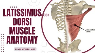 Latissimus Dorsi Muscle Anatomy Origin Insertion Nerve Supply amp Action Explanation [upl. by Nitsud]