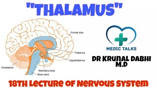 Thalamus  Thalamic Nuclei  Radiations  Functions  Dr Krunal Dabhi MD [upl. by Akimaj]