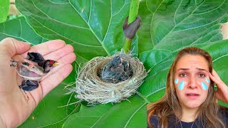 BABY BIRD FOUND ATTACKED BY MYSTERIOUS PREDATOR [upl. by Eibrab565]