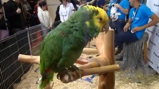 Double Yellow Headed Amazon Parrot sings Old McDonald [upl. by Llebasi]