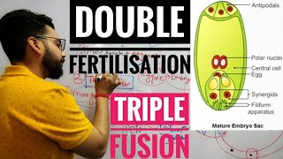 Double fertilisation 🔥Triple fusionClass X amp XII BiologyBy Gourav sircbse classx reproduction [upl. by Carlee]