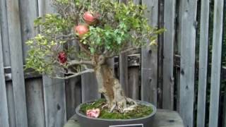 Punica Granatum nana Bonsai Tree [upl. by Massiw]