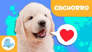 CACHORRO 🐶 Animais para crianças 🏡 Episódio 15 [upl. by Kal]