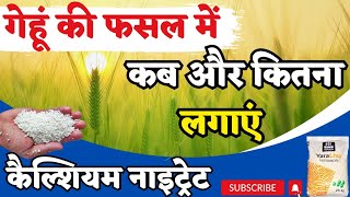 calcium nitrate कब लगाएं  गेहूं में कैल्शियम नाइट्रेट के फायदे TfarmingGyan [upl. by Merilee]