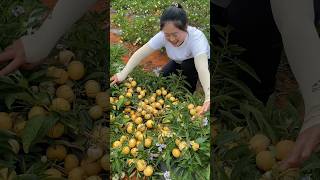 Natural landscape pepino fruit farm and harvesting from farmers 2024 fruit life harvest top [upl. by Cerf361]