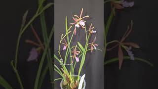 Encyclia bractescens [upl. by Leizo317]