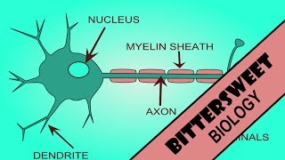 Action Potential Explained  The Neuron [upl. by Grimes]