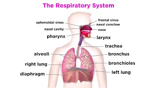 The Respiratory System [upl. by Raven699]