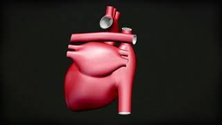 How rheumatic fever affects the heart [upl. by Garratt499]