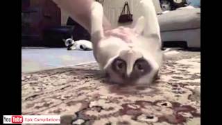 Epic Funny Cats  Cute Cats Compilation  60 minutes HDHQ [upl. by Mclain622]