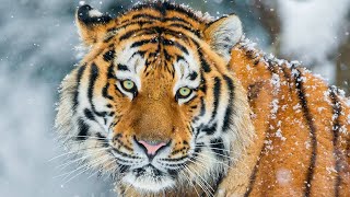 Siberian tiger  The Year of the Tiger [upl. by Jeremy]