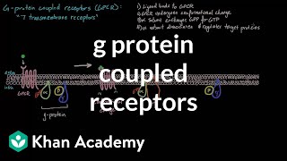 G Protein Coupled Receptors  Nervous system physiology  NCLEXRN  Khan Academy [upl. by Bibby]