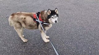 Husky Argues With Me On Our Walk [upl. by Lanoil]