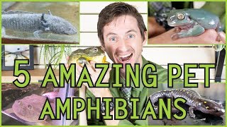 Five of the Best Pet Amphibians [upl. by Atilrep]